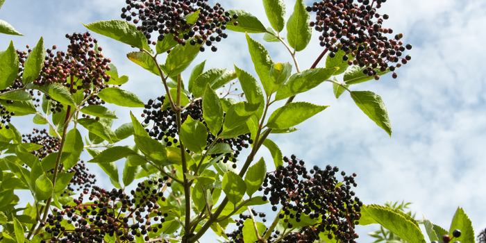 Getting your family through the September bug season